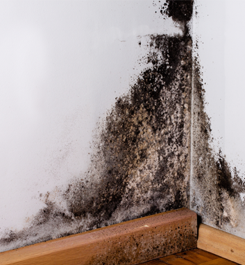 Mold Inspections